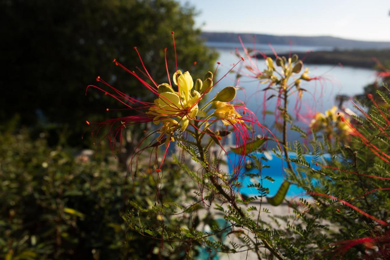 Resort Haus Toma Cesarica Buitenkant foto
